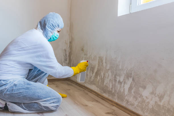 Mold Remediation specialist working in Alden