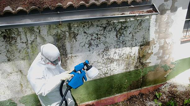 Mold Remediation service in Alden, Alden, MI